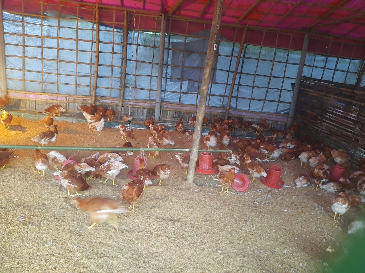 Gaea Agro farm photo 13: Free-range poultry, no hormones