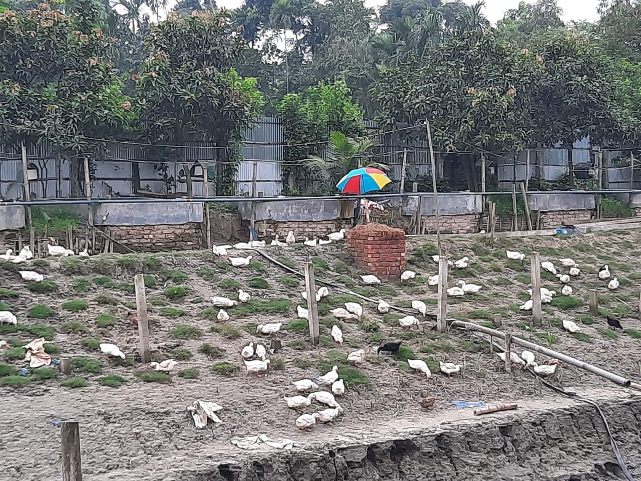 Gaea Agro farm photo 18: Manual weeding — never herbicides