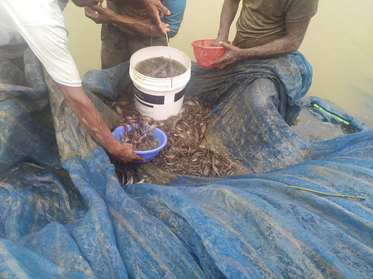 Gaea Agro farm photo 9: Sorting and grading the day's harvest